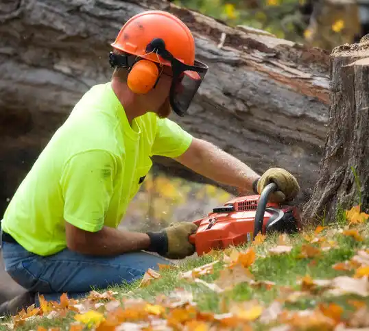 tree services Spring Creek